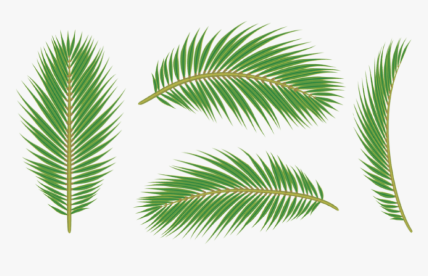 Palm Tree Leaves Png, Transparent Png, Free Download