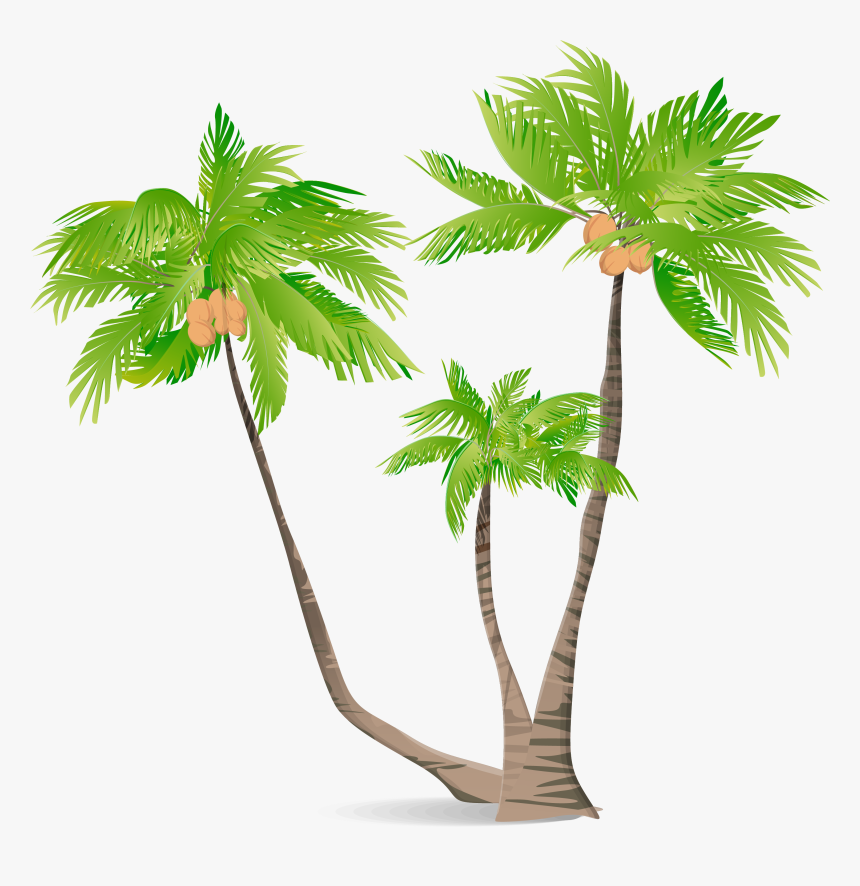 Arecaceae Green Coconut Illustration, HD Png Download, Free Download