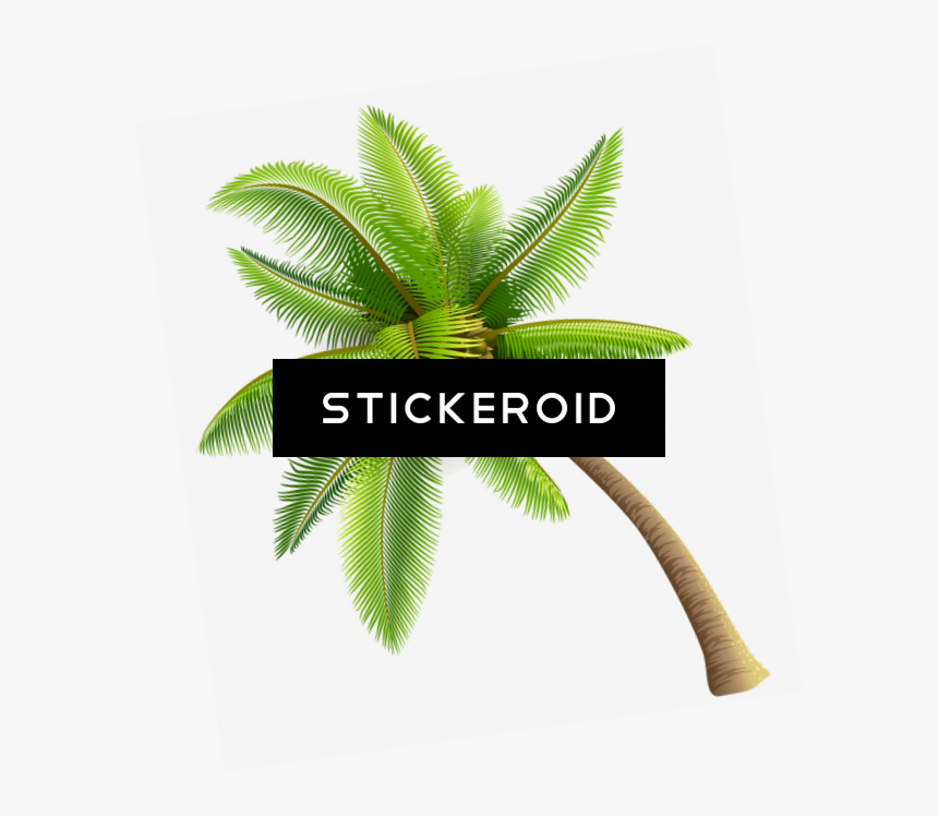 Coconut Tree Clipart , Png Download, Transparent Png, Free Download
