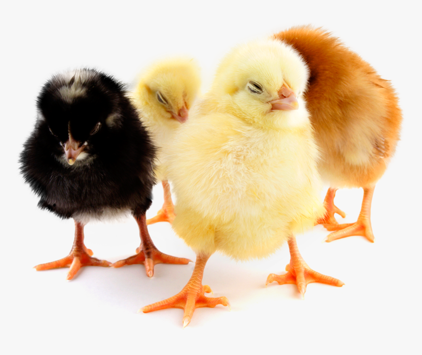 Chicks Png, Transparent Png, Free Download