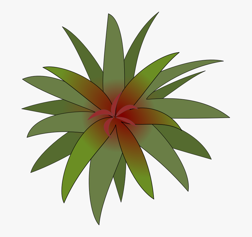 Bromelia-03, HD Png Download, Free Download