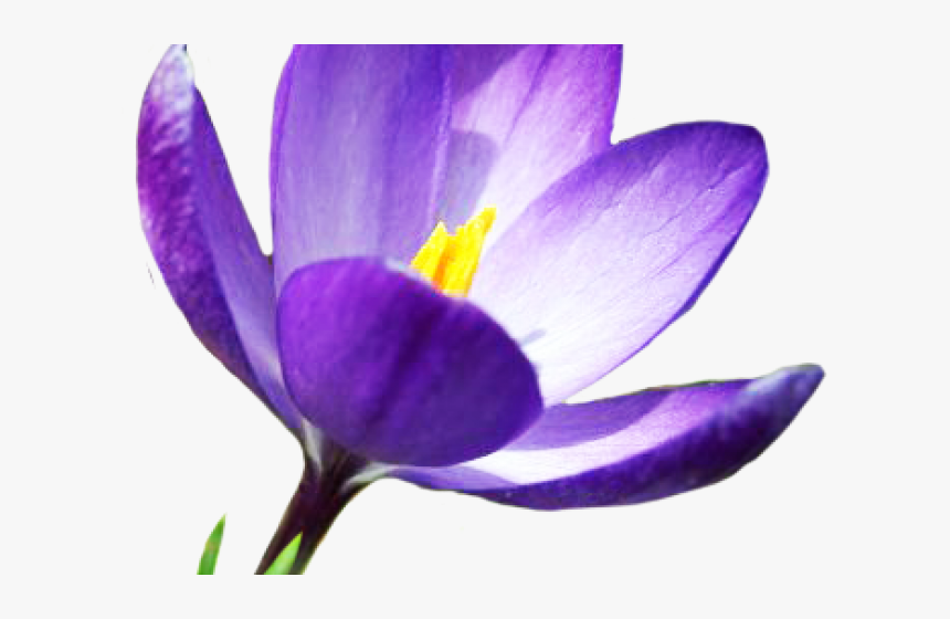 Crocus Clipart Top View, HD Png Download, Free Download