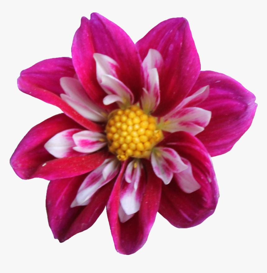 Dahlia Transparent Png, Png Download, Free Download