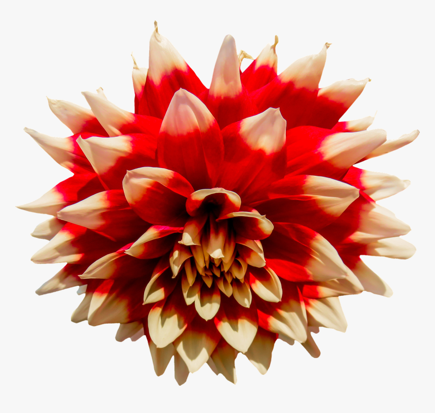 Dahlia Flower Png, Transparent Png, Free Download