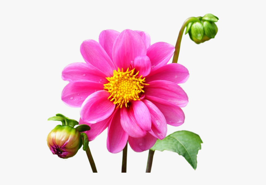 Burgundy Dahlia Flowers, HD Png Download, Free Download