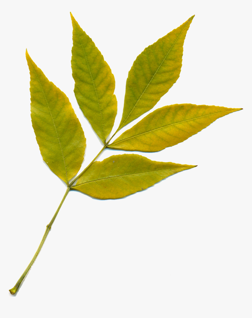 Yellow Leaf Png, Transparent Png, Free Download