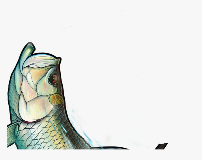 Fish Group Png, Transparent Png, Free Download