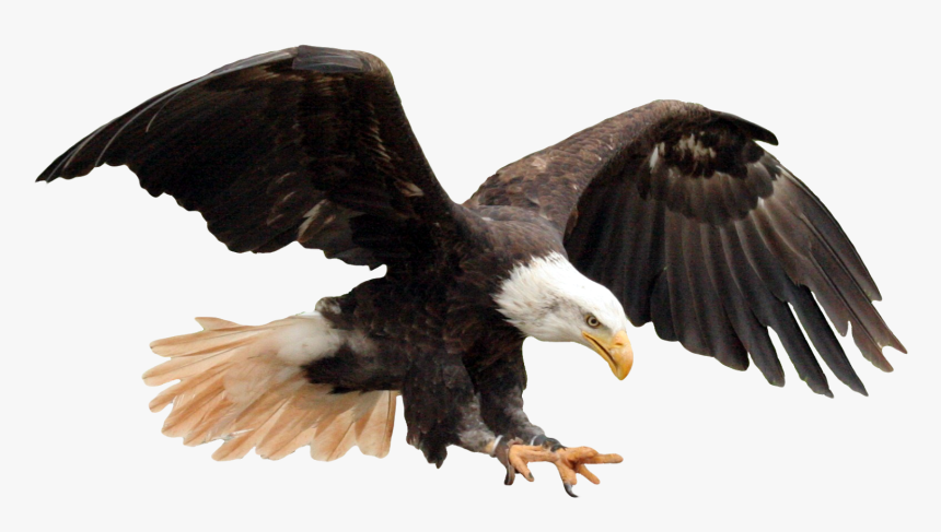 Eagle Wallpaper Hd 1080p For Android Apk Download