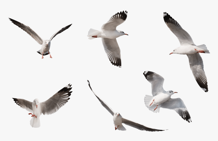 Pigeons Flying Png, Transparent Png, Free Download