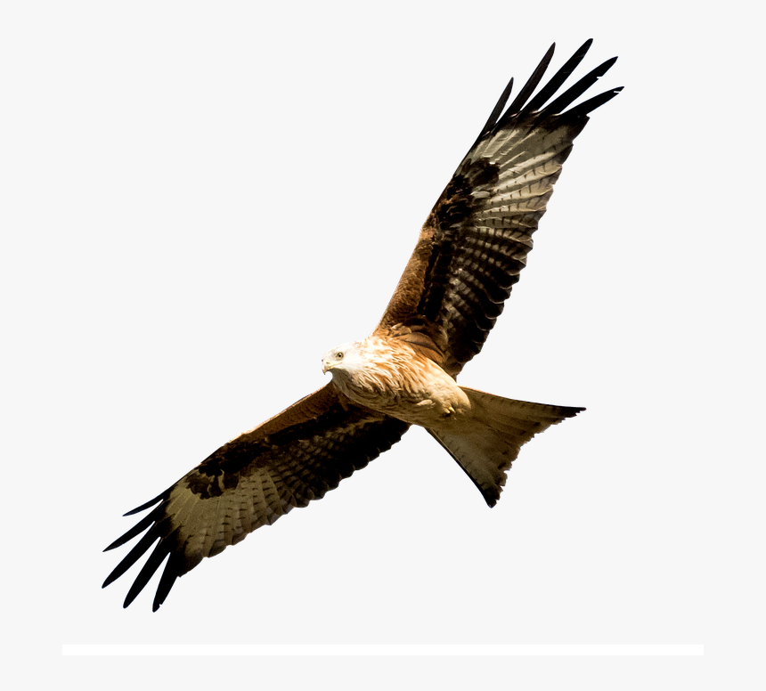 Spain, Madrid, Manzanares, Milano Real, Bird, Predator, HD Png Download, Free Download