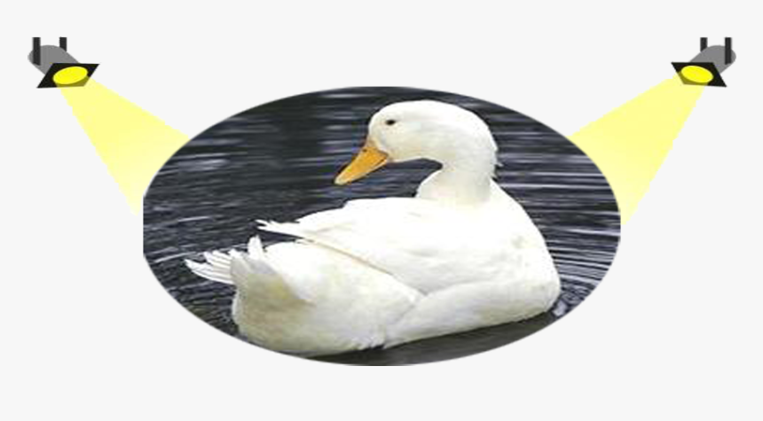 White Duck Png, Transparent Png, Free Download