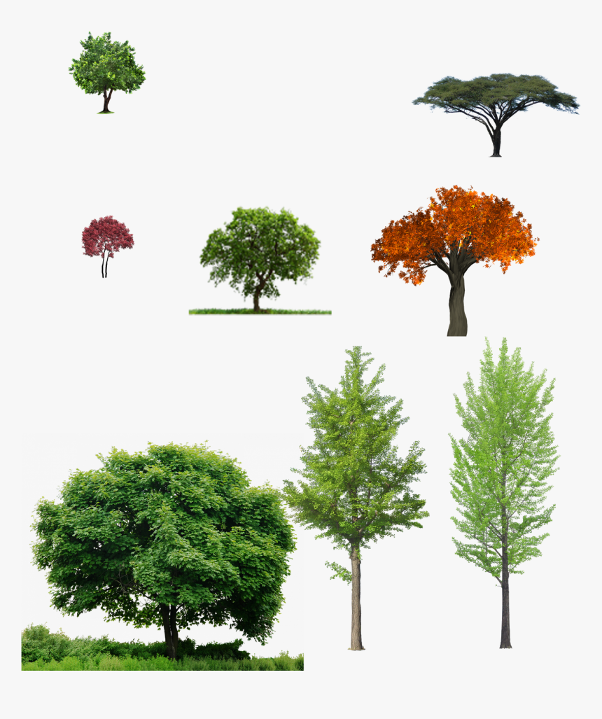 Tree For Photoshop Png, Transparent Png, Free Download