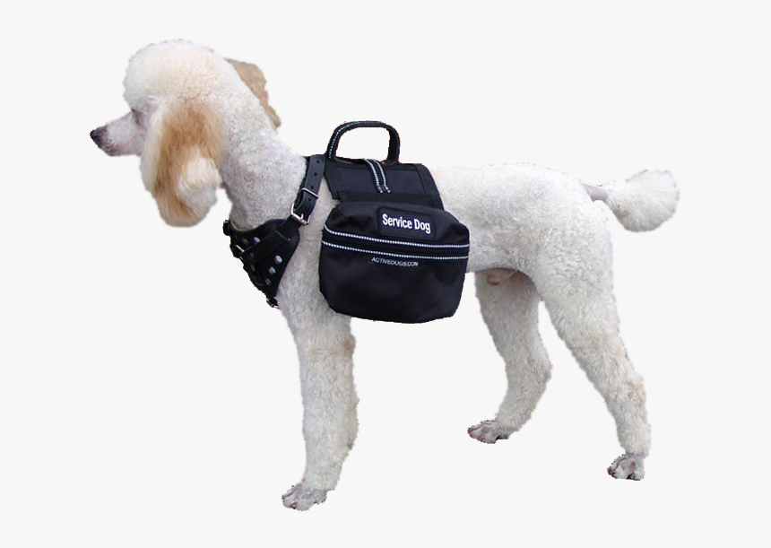 Service Dog Png, Transparent Png, Free Download