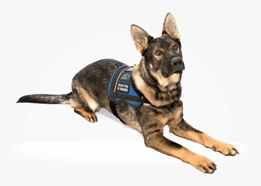 Service Dog Png, Transparent Png, Free Download