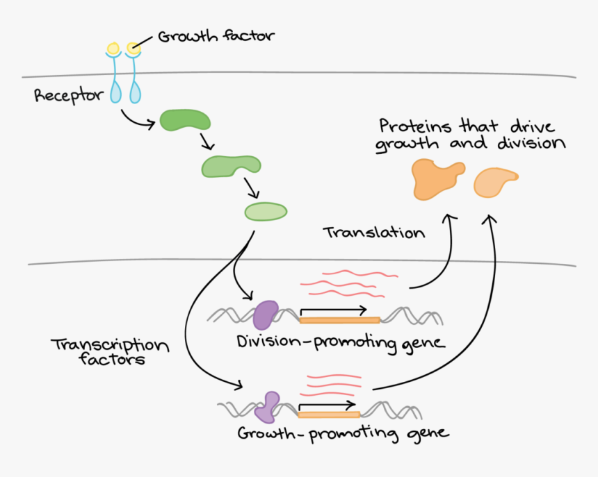 Growth Factors Bind To Their Receptors On The Cell, HD Png Download, Free Download