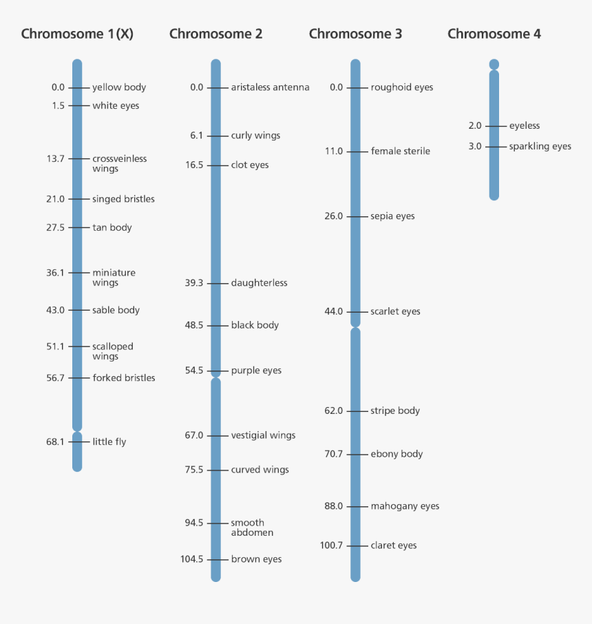 Genes Png, Transparent Png, Free Download