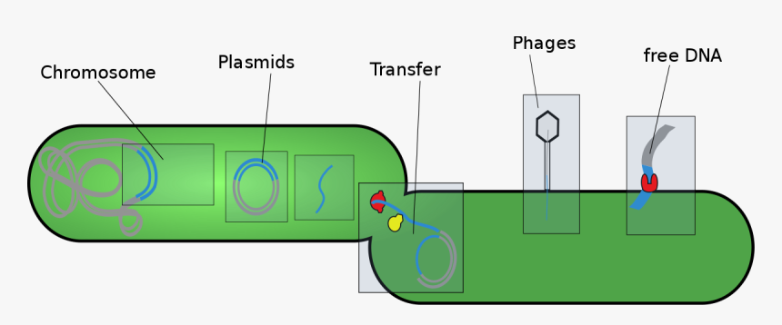 Genes Png, Transparent Png, Free Download