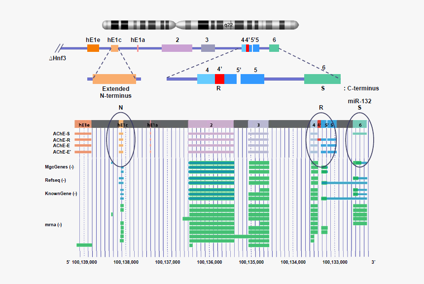 Genes Png, Transparent Png, Free Download