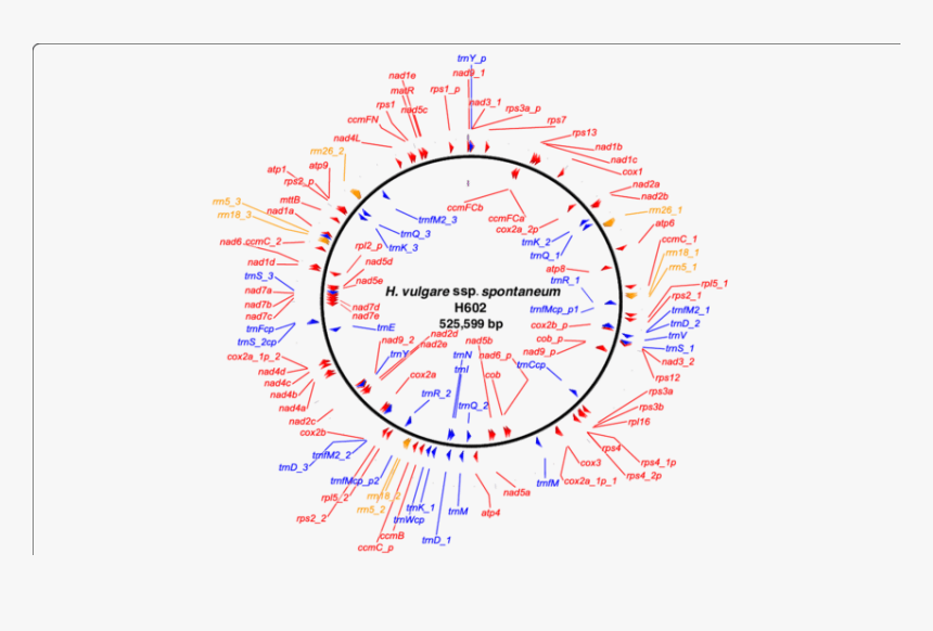 Genes Png, Transparent Png, Free Download