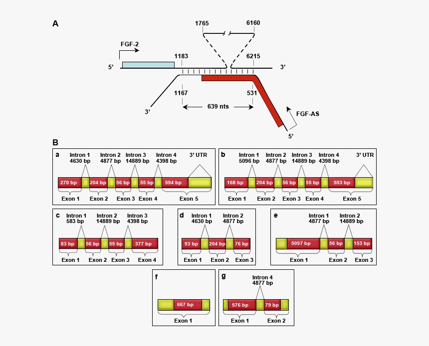 Genes Png, Transparent Png, Free Download