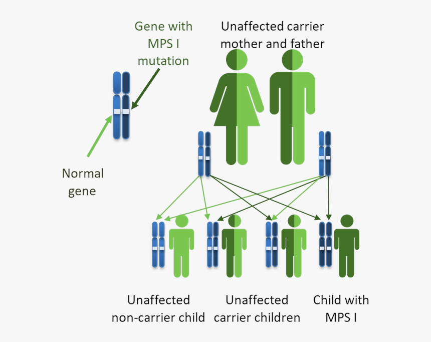 Genes Png, Transparent Png, Free Download