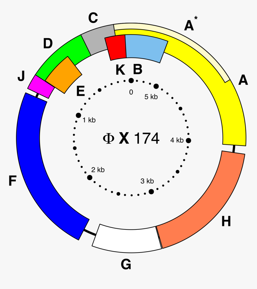 Genes Png, Transparent Png, Free Download