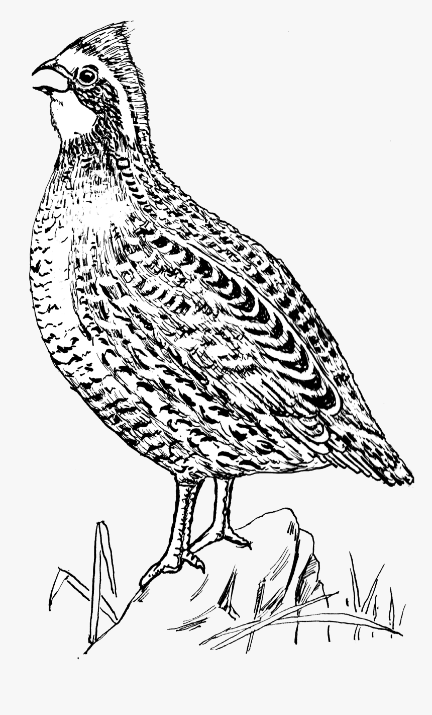 Quail 2, HD Png Download, Free Download