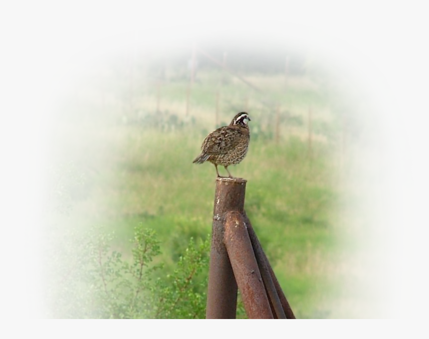 Bob Quail Bird Sitting On A Fence Park Cities Quail, HD Png Download, Free Download