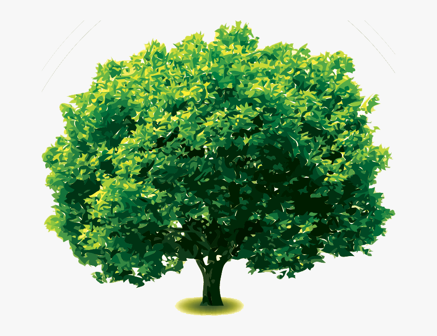 Oak Png, Transparent Png, Free Download