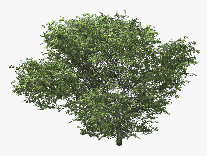 Oak Tree 3d C4d , Png Download, Transparent Png, Free Download