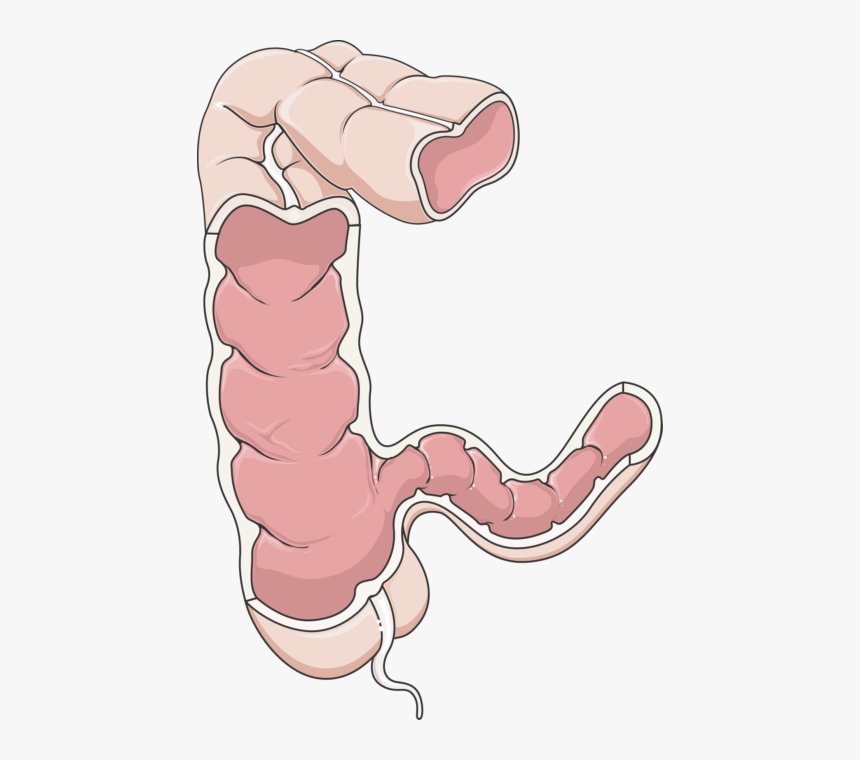 Colon Png, Transparent Png, Free Download