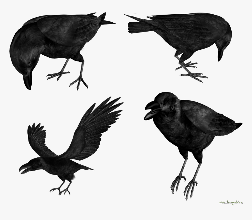 Raven Png, Transparent Png, Free Download