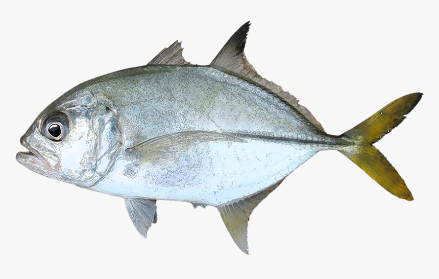 Ханос. Ханос рыба. Giant Trevally. Рыба сбоку.