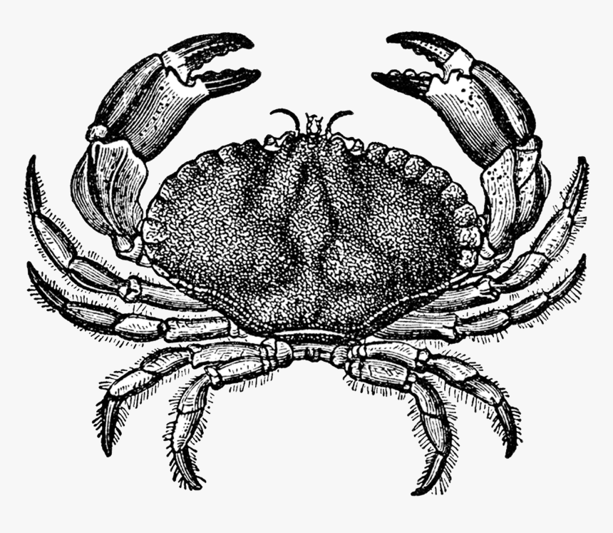 Crabs Clipart Top View, HD Png Download, Free Download