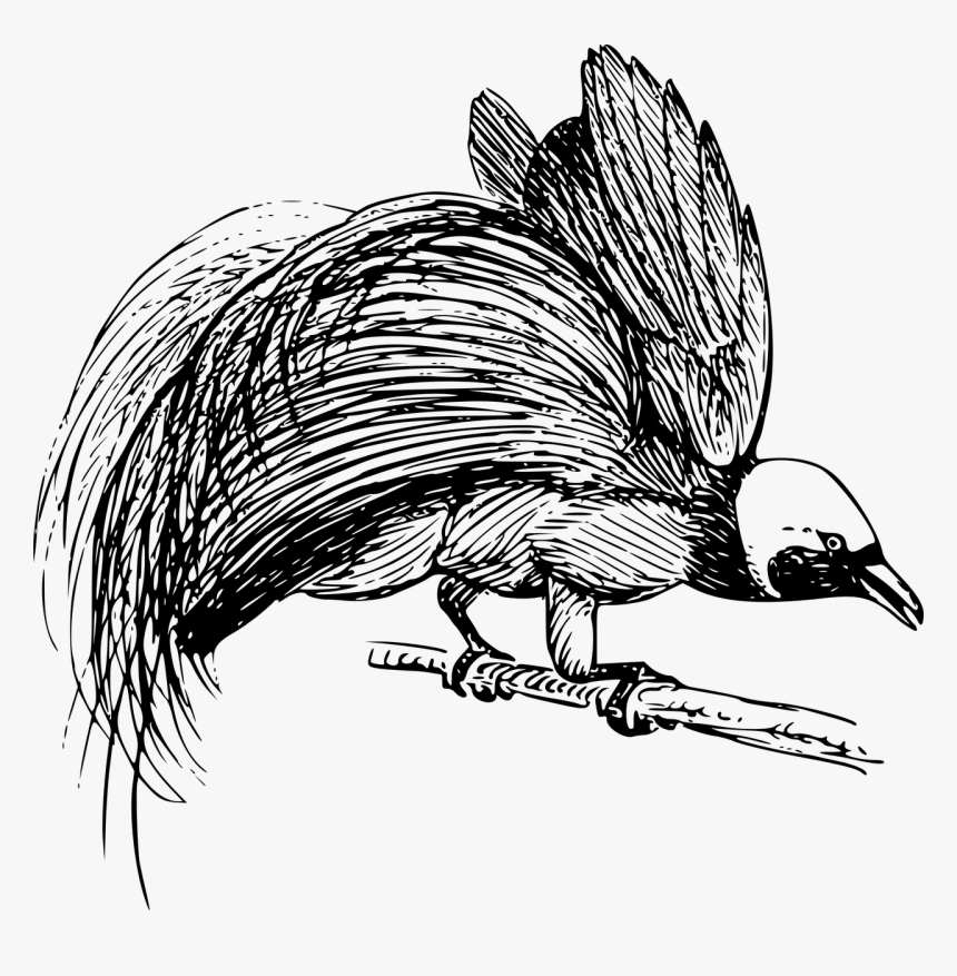 Bird Of Paradise Png, Transparent Png, Free Download