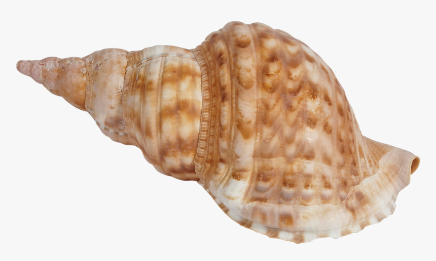 Blonde Triton Seashell 5-7", HD Png Download, Free Download