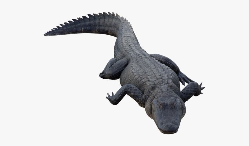 Black Crocodile Png, Transparent Png, Free Download