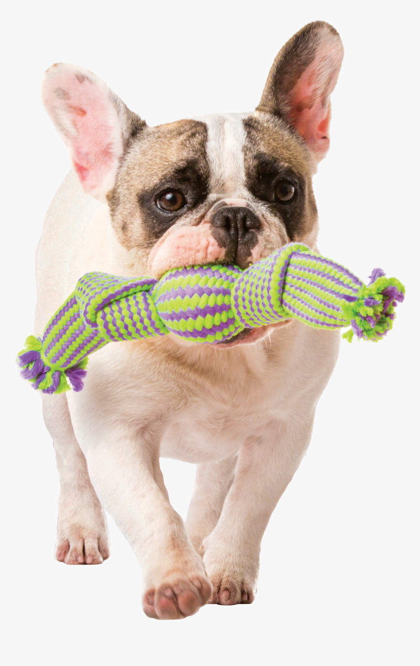 French Bulldog, HD Png Download, Free Download