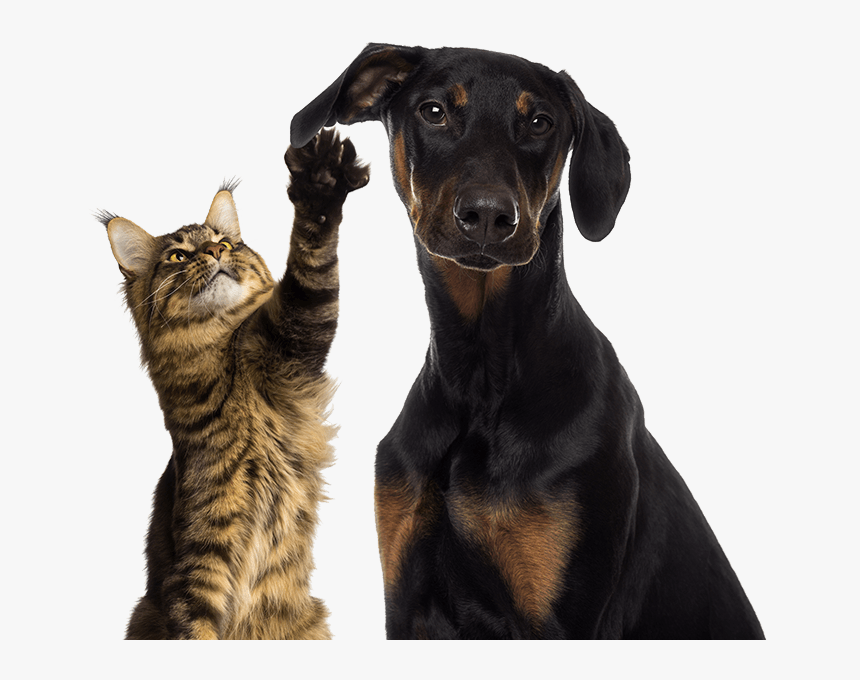 Cat Playing With Dog's Ear, HD Png Download, Free Download