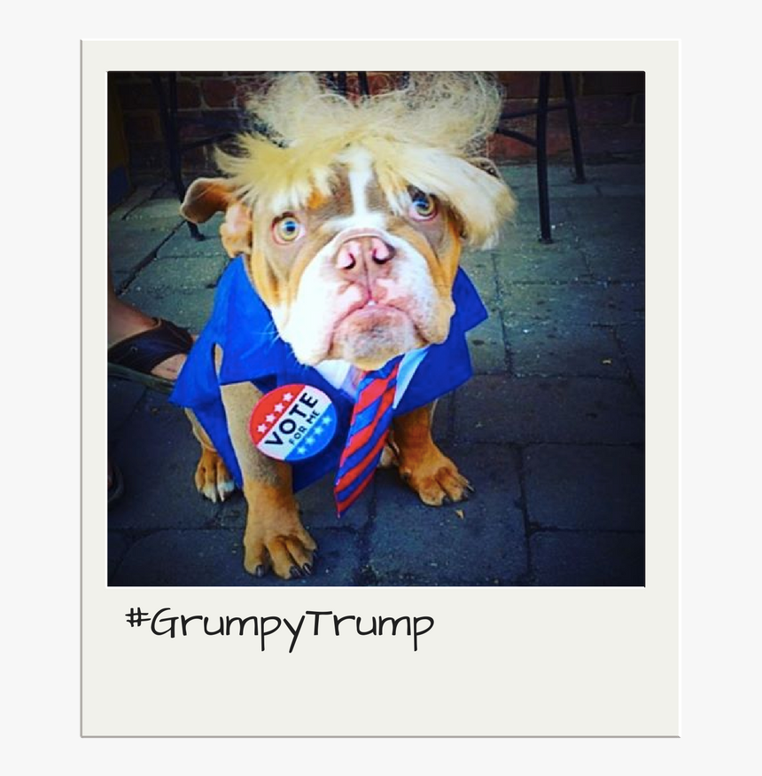 Trump Costume For Dogs - American Pit Bull Terrier, HD Png Download, Free Download