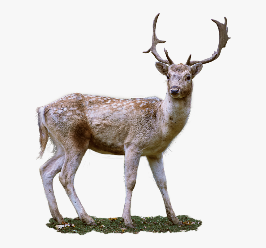 Roe Deer, Antler, Fallow Deer, Wild, Nature, Isolated - Fallow Deer Png, Transparent Png, Free Download