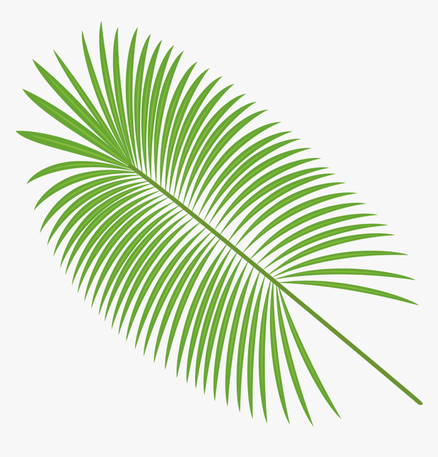 Palm Leaves Vector Material Png Download - Transparent Background Palm Leaf Png, Png Download, Free Download