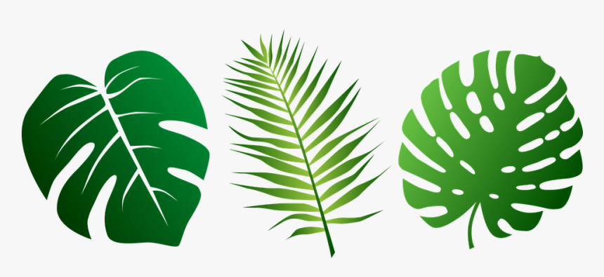 Leaves Tropical Palms Plant Green Exotic Foliage Svg Tropical Leaf Silhouette Hd Png Download Kindpng