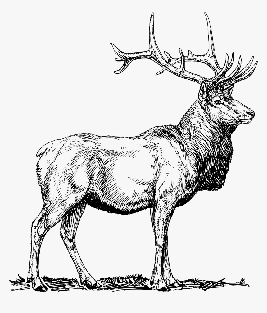 Elk Moose Deer Free Picture - Elk Black And White, HD Png Download, Free Download