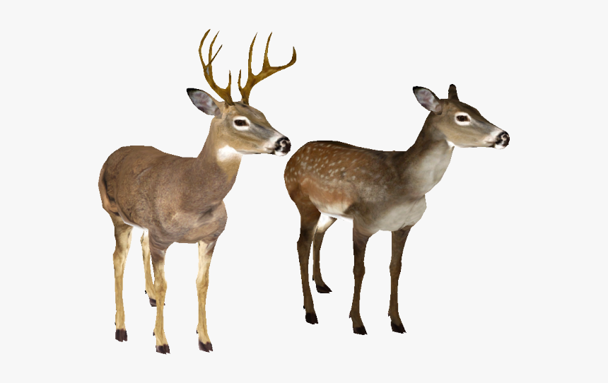 White Tailed Deer No Background, HD Png Download, Free Download