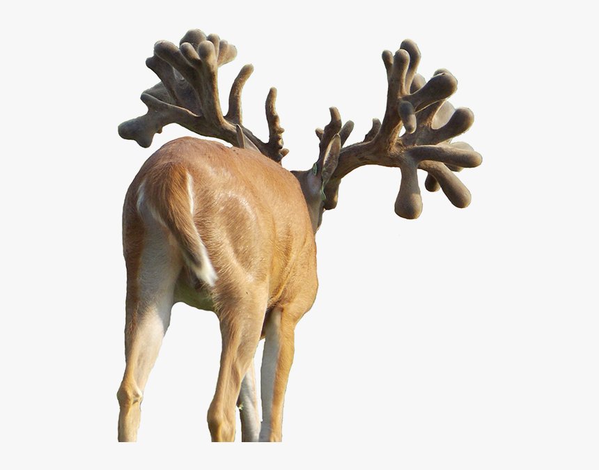 Elk, HD Png Download, Free Download