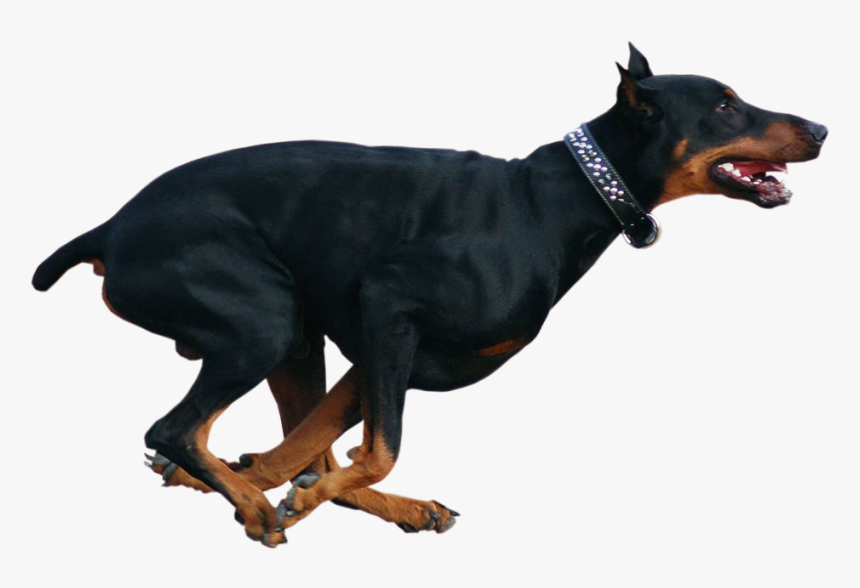 Funny Doberman, HD Png Download, Free Download