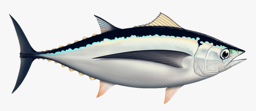 Albacore - Tuna, HD Png Download, Free Download