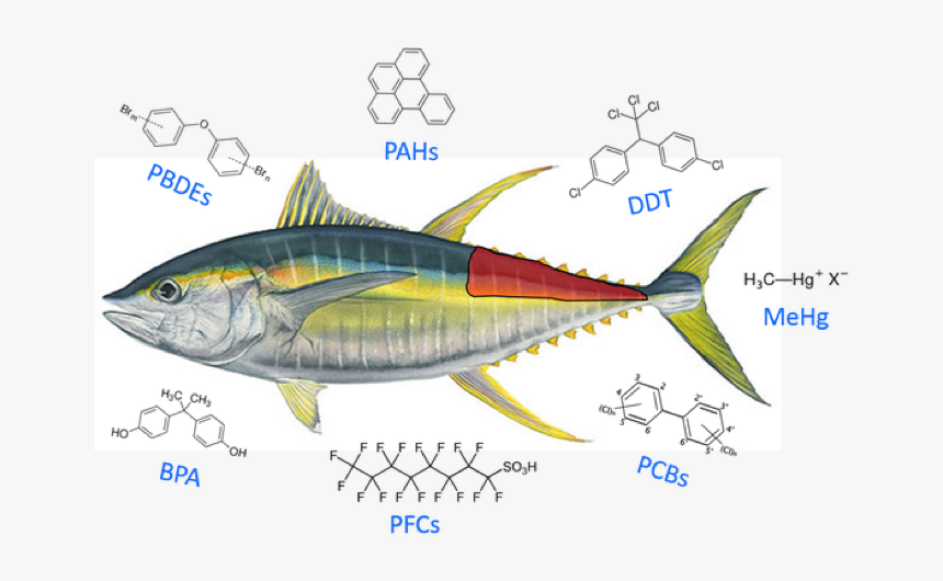 Transparent Tuna Fish Png - Mackerel Fish Yellow, Png Download, Free Download