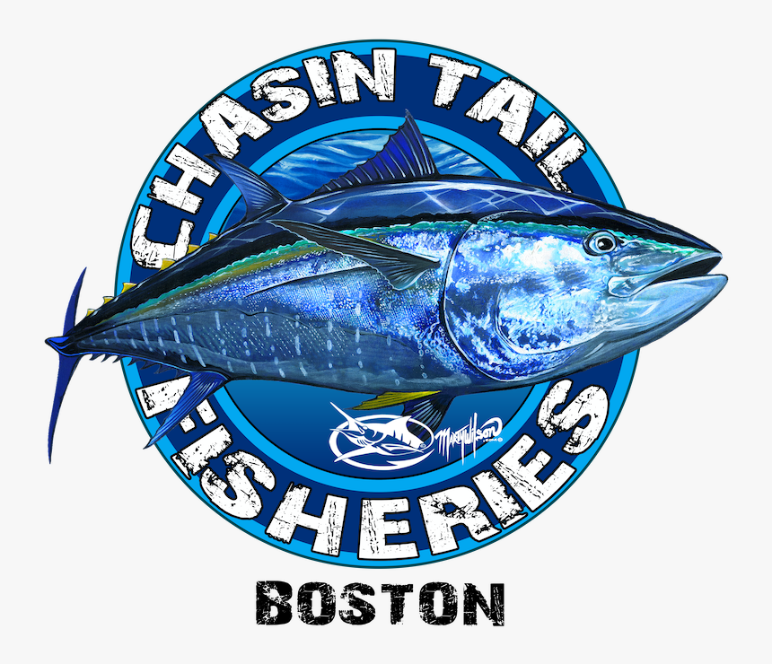 Fish on. Boston bluefish.